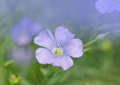 Linum perenne, Garten Lein im Garten d&uuml;ngen und pflegen