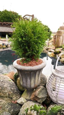 Lebensbaum, Thuja 'Little Giant'