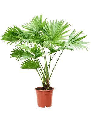 Livistonia rotundifolia, im 17cm Topf, Hhe 70cm, Breite 55cm