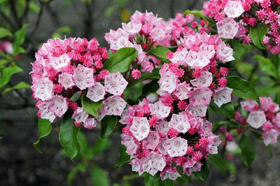Lorbeerrose (Kalmia latifolia) – Pflege des Berglorbeer