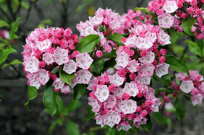 Lorbeerrose (Kalmia latifolia) &ndash; Pflege des Berglorbeer