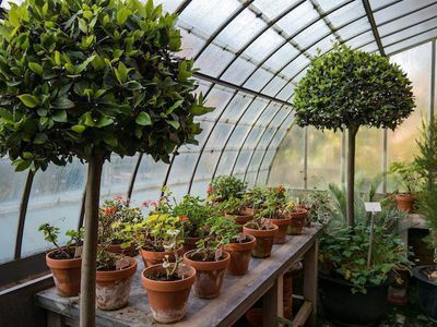 exotische Zimmerpalmen mit leckeren Früchten Pflanzen fürs Gewächshaus Papaya 