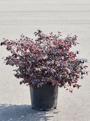 Loropetalum chinense 'Ever Red', Busch, im 35cm Topf, Hhe 90cm, Breite 55cm