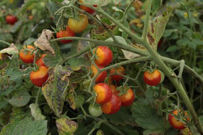 Strauchtomaten