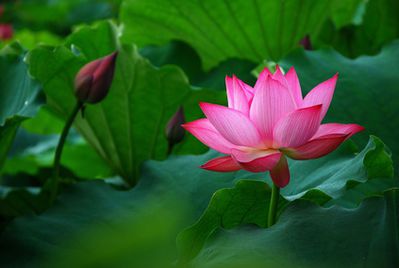 Lotusblume, Lotus (Nelumbo) &ndash; Anzucht aus Samen &amp; Pflege