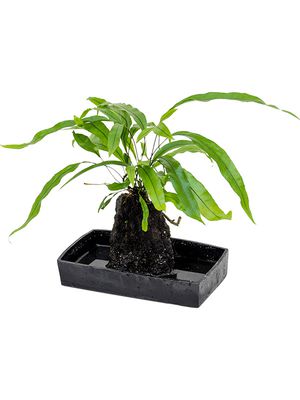 Lova microsorum diversifolium, Lavastein, im 25cm Topf, Höhe 40cm, Breite 25cm
