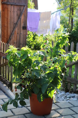 Lowberry® Brombeere Little Black Prince® - Patio-Brombeere Lowberry® Brombeere Little Black Prince® - Patio-Brombeere
