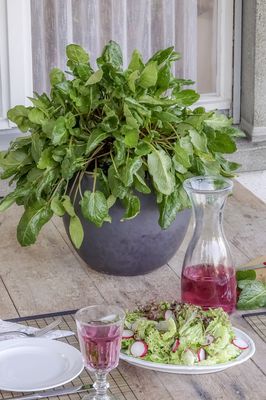 Rhabarber Lowberry® Lilibarber® (Rheum rhabarbarum) Rhabarber Lowberry® Lilibarber® (Rheum rhabarbarum)