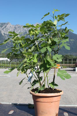 Lubera GartenDeal: Fruchtfeige GustissimoÂ® Morena