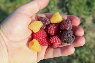 Himbeeren Sorten: Welche Himbeere darf's denn sein?