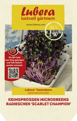 Keimsprossen Microgreens Radieschen 'Scarlet Champion'