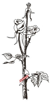 Verblhte Rosen schneiden Sommerschnitt bei Rosen