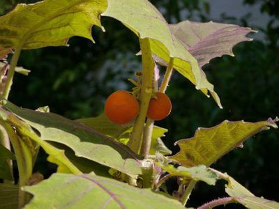 Solanum quitoense - die Quitoorange