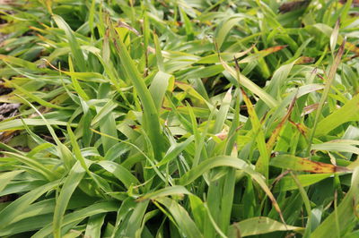 Luzula sylvatica Laub