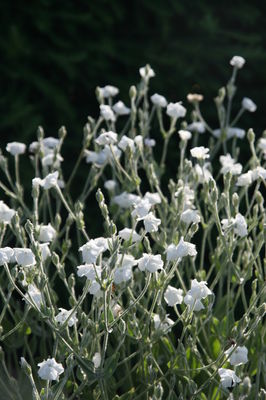 Lychnis coronaria 'Alba'