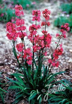 Lychnis viscaria, Staude, Pppel