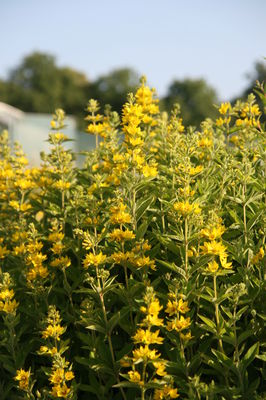 Lysimachia punctata