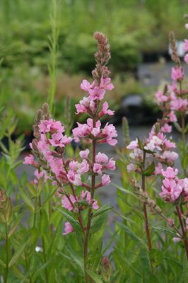 Lythrum salicaria 'Blush'