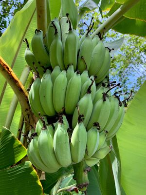 winterharte Banane Musa sikkimensis Helens Hybrid