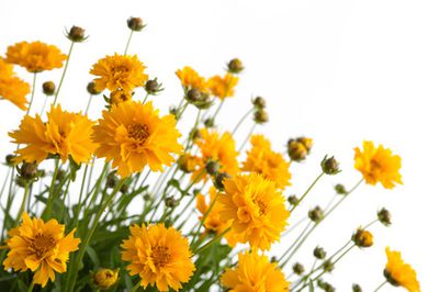 M&auml;dchenauge, Coreopsis &ndash; Pflege, Bl&uuml;tezeit und &Uuml;berwintern