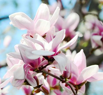 Magnolien (Magnolia): Pflanzen, Schneiden, Standort und Pflege