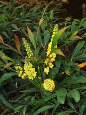 Mahonie Sweet Winter, Mahonia Sweet Winter