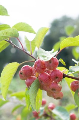 Malus 'Evereste', Zierapfelbaum 'Evereste', Hinrichs, XXL Pflanze