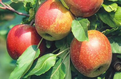 Der Rost, der einmal Gold war – Spekulationen rund um die Berostung beim Apfel