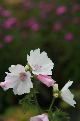 Malva moschata 'Alba'