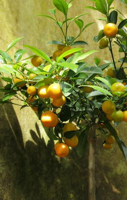 Mandarinen Pflanze: Pflege &amp; Vermehrung