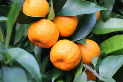 Mandarinen vom eigenen Baum ernten CITRUS RETICULATA gesund und lecker 