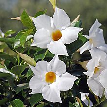 Dipladenia 'Jade White' Blüte