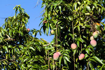 Mangobaum, Magnifera indica: Ziehen, Z&uuml;chten &amp; Pflanzen