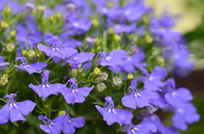 Männertreu, Blaue Lobelie (Lobelia erinus): Pflanzen & Pflege