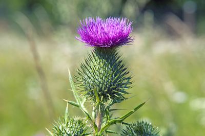 Mariendistel Anwendung &amp; Heilkraft