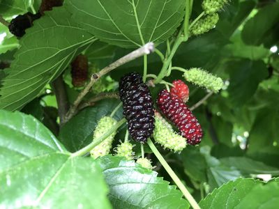Sind Maulbeeren selbstfruchtbar?