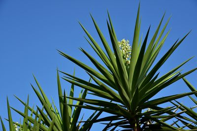 Yucca-Palme überwintern: So kommt Ihre Palmlilie durch den Winter