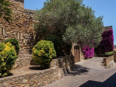 Kann ich in mitteleuropäischen Gärten einen Olivenbaum pflanzen?