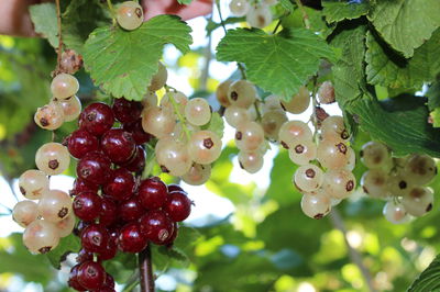 Johannisbeeren pflanzen - Lubera Ratgeber fr die Johannisbeeren Pflanzzeit