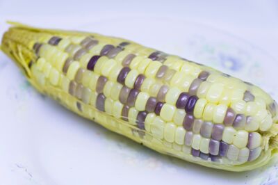 >Le potager sur�lev� de Stefanie : des grains bleus sur du ma�s blanc
