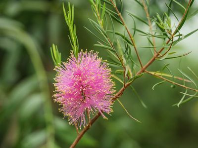 Die Myrtenheide Melaleuca - australisches Aromawunder für den Kübel