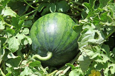 Melonen anbauen &ndash; Pflanzen und Pflege der Wassermelone