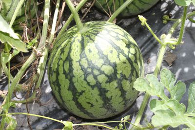 Melonen pflanzen - Der Lubera®-Ratgeber von der Pflanzung bis zur Ernte