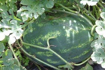 Wassermelonen Züchtung bei Lubera®