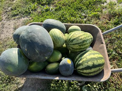 Melonen ernten, lagern und aufbewahren