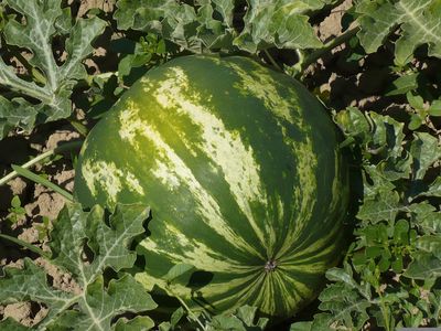 Melonen Aussaat: Alles ber das Sen und Anziehen von Zucker- und Wassermelonen