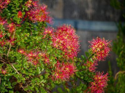 Metrosideros excelsa - der neuseeländische Eisenholzbaum