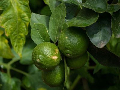 Limetten Pflanzen - Pflege und Überwinterung bei den süßen Sauren