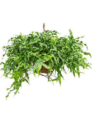 Microsorum diversifolium, Ampel, im 25cm Topf, Höhe 50cm, Breite 80cm