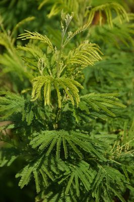 Mimose Pflege – Anleitung zu Standort und Vermehrung